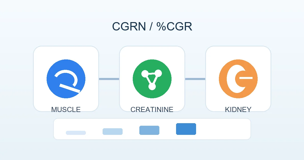 CGRNと筋肉量、クレアチニン産生、腎機能評価の関係を示す図解